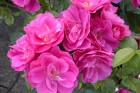 Climbing Roses